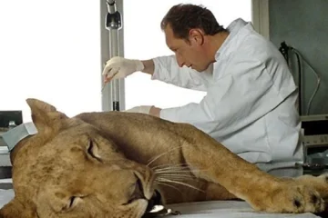 Laurent Kessler, interprété par Benoît Poelvoorde, auprès d’une lionne dans Entre ses mains (2005)