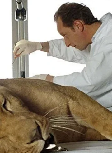 Laurent Kessler, interprété par Benoît Poelvoorde, auprès d’une lionne dans Entre ses mains (2005)