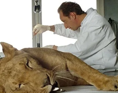Laurent Kessler, interprété par Benoît Poelvoorde, auprès d’une lionne dans Entre ses mains (2005)