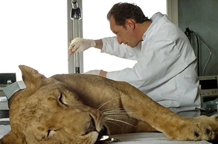 Laurent Kessler, interprété par Benoît Poelvoorde, auprès d’une lionne dans Entre ses mains (2005)