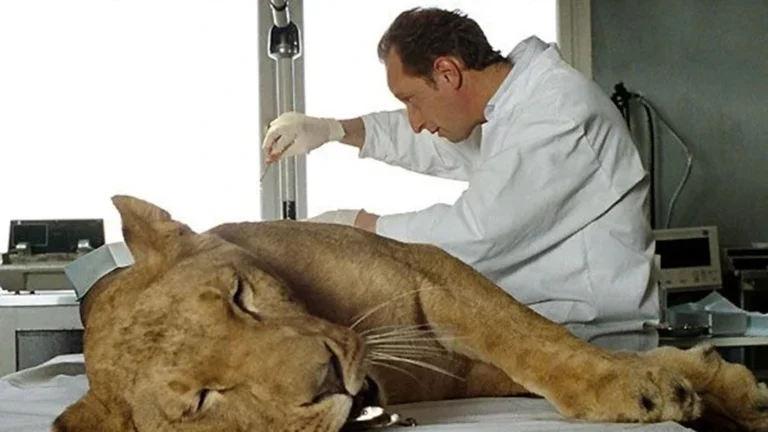 Laurent Kessler, interprété par Benoît Poelvoorde, auprès d’une lionne dans Entre ses mains (2005)